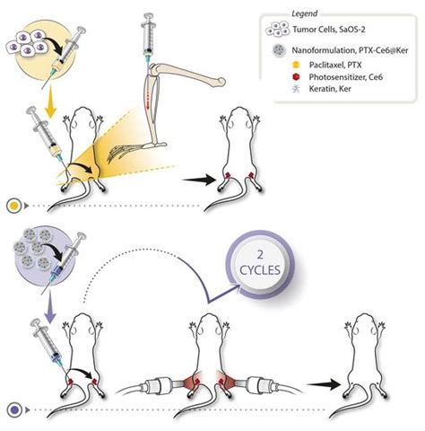 giovanna sotgiu prada|Two Beats One: Osteosarcoma Therapy with Light.